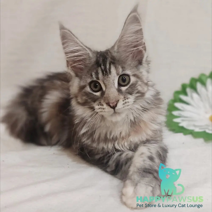 Karamelka Maine Coon female black tortie silver - live animals