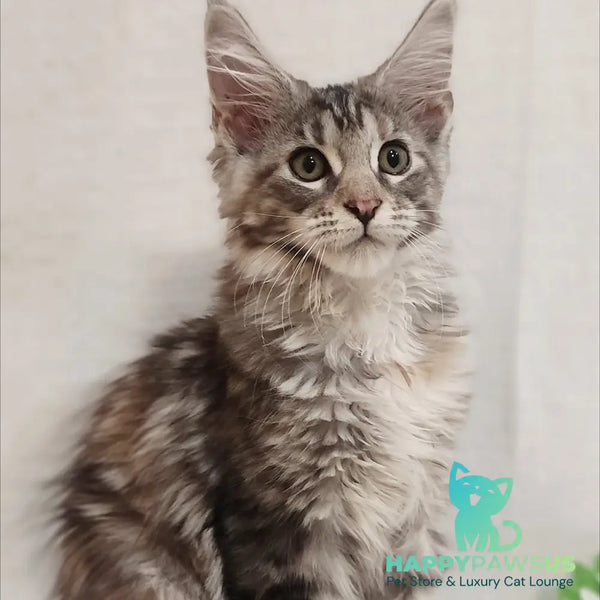 Karamelka Maine Coon female black tortie silver - live animals