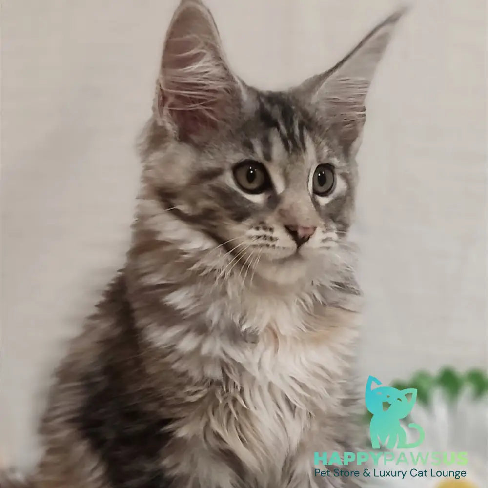 Karamelka Maine Coon female black tortie silver - live animals