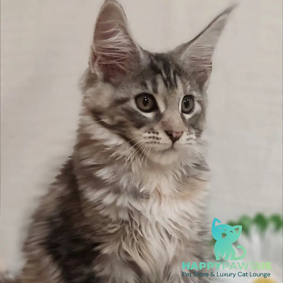 Karamelka Maine Coon female black tortie silver - live animals