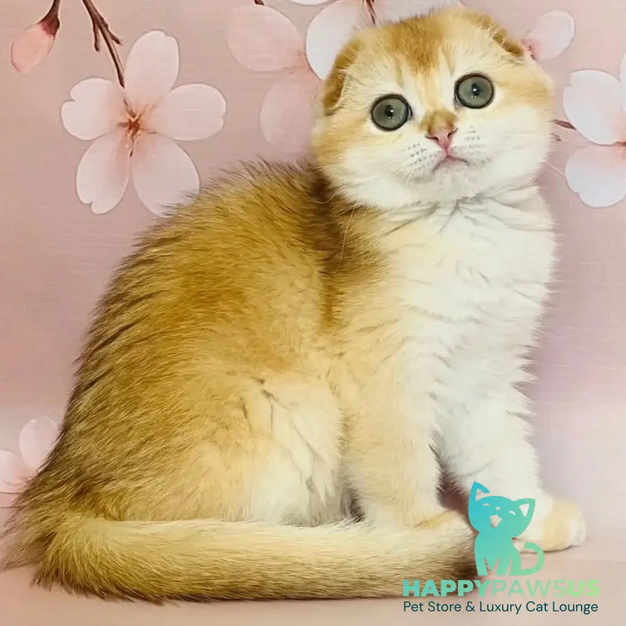 Karamelka Scottish Fold female chocolate golden chinchilla - live animals