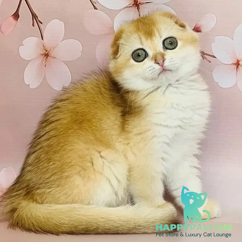 Karamelka Scottish Fold female chocolate golden chinchilla - live animals