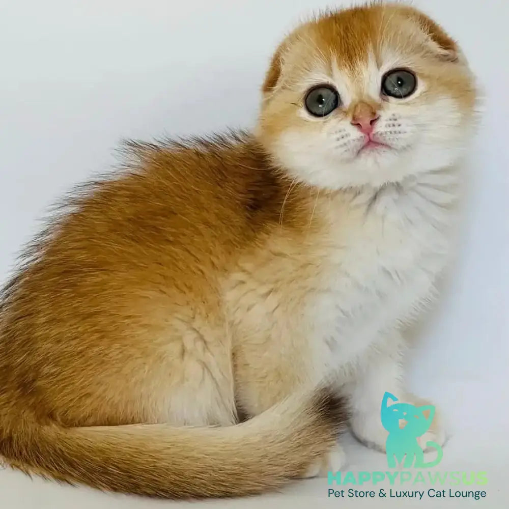 Karamelka Scottish Fold female chocolate golden chinchilla - live animals
