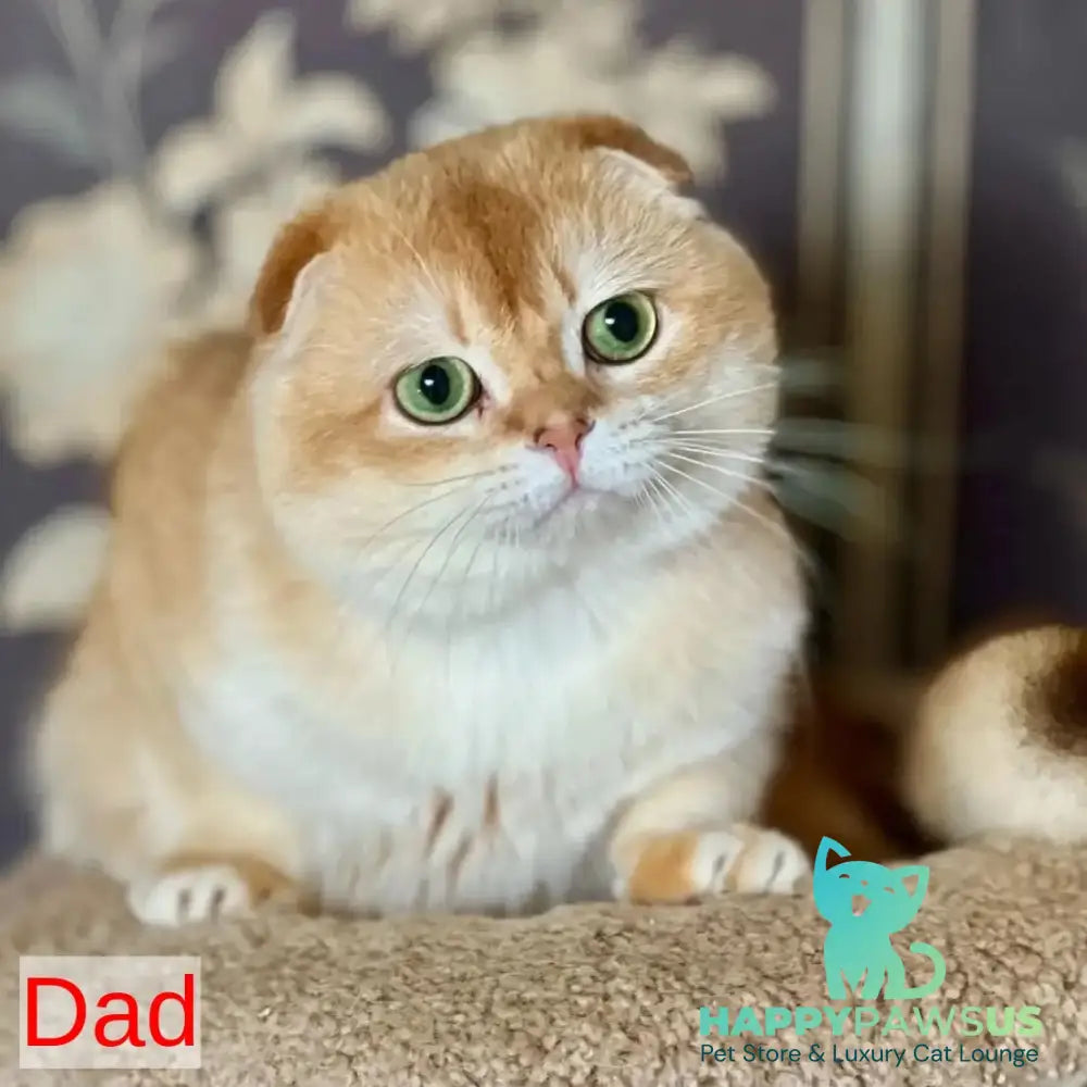Karamelka Scottish Fold female chocolate golden chinchilla - live animals