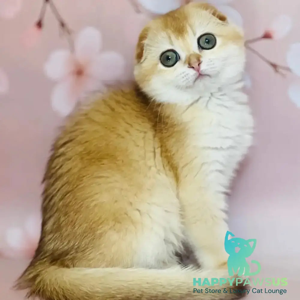 Karamelka Scottish Fold female chocolate golden chinchilla - live animals