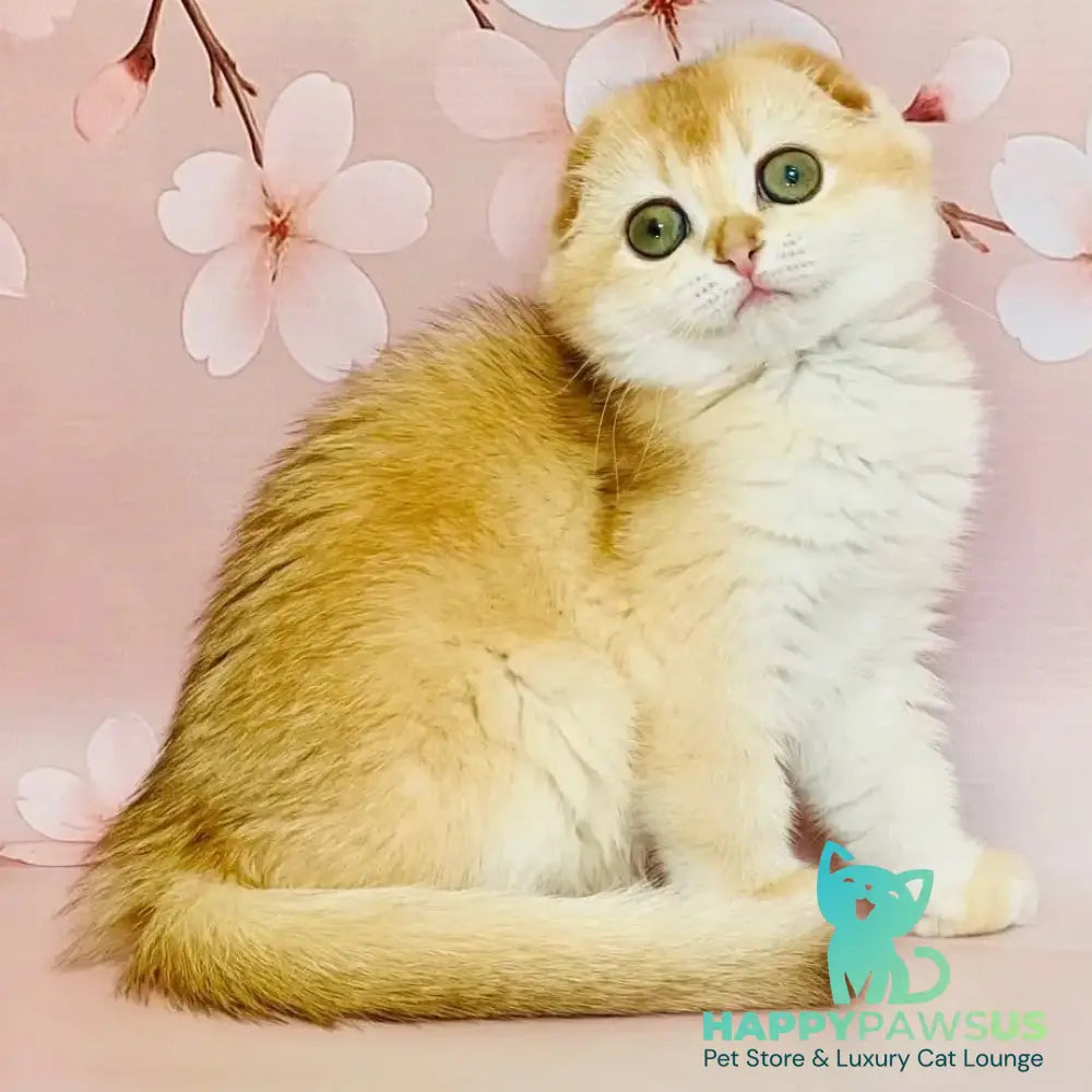 Karamelka Scottish Fold female chocolate golden chinchilla - live animals