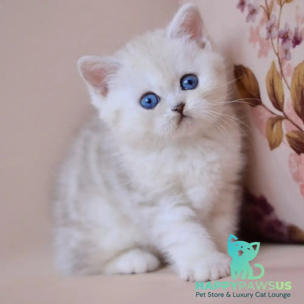 Karat British Shorthair male blue silver tabby bicolour - live animals