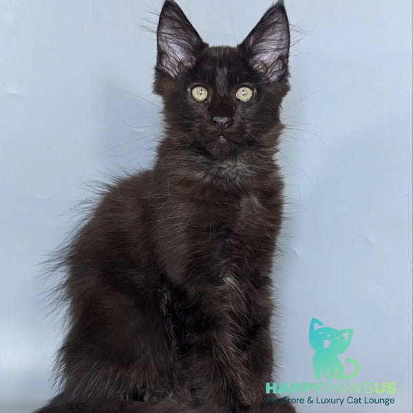 Karat Maine Coon male black silver - live animals