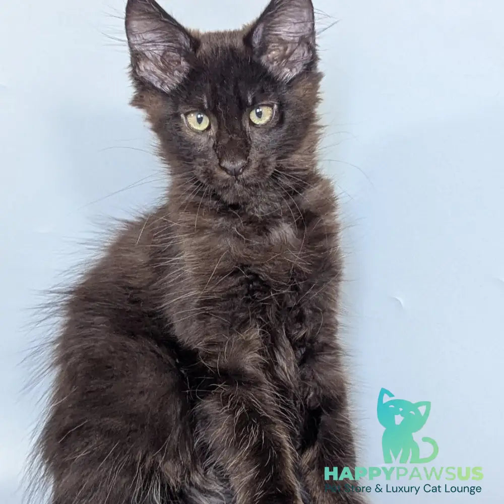 Karat Maine Coon male black silver - live animals