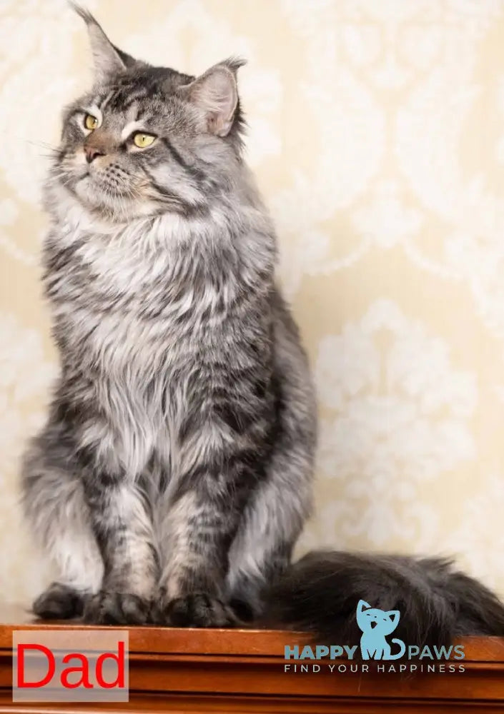 Karat Maine Coon male black silver live animals
