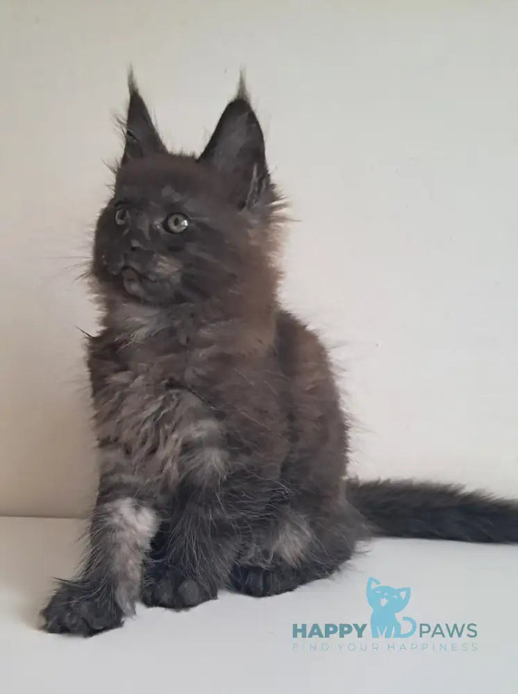 Karat Maine Coon male black silver live animals