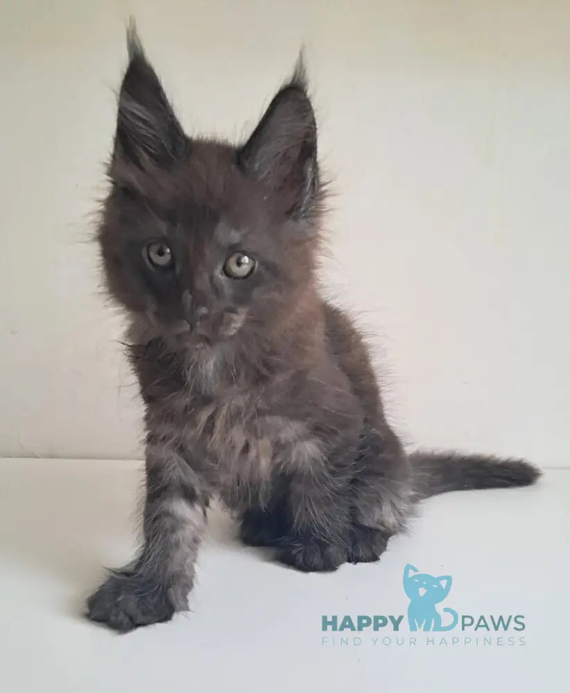 Karat Maine Coon male black silver live animals