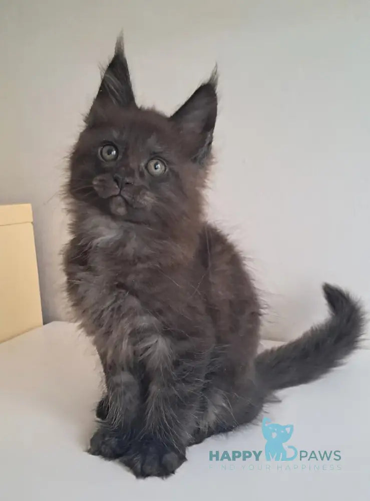 Karat Maine Coon male black silver live animals