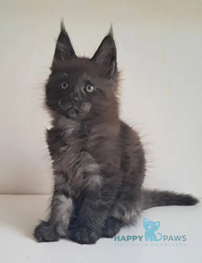 Karat Maine Coon male black silver live animals