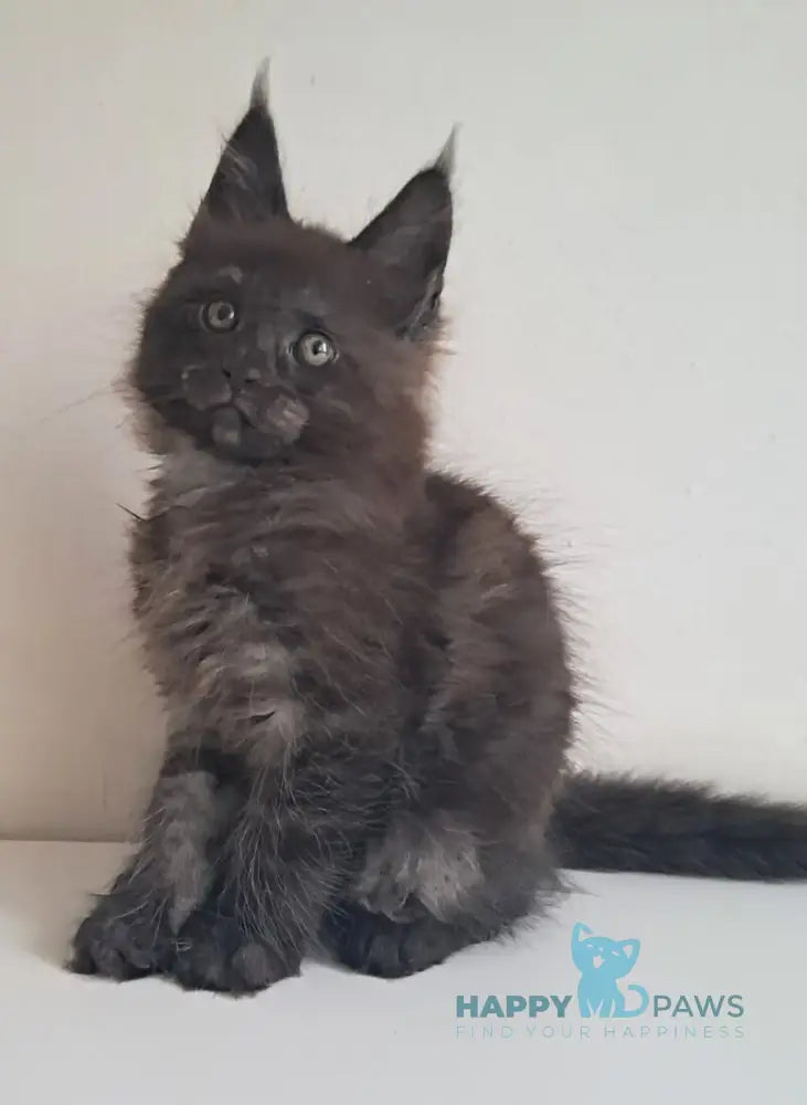 Karat Maine Coon male black silver live animals