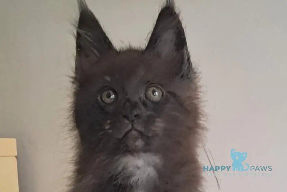 Karat Maine Coon male black silver live animals