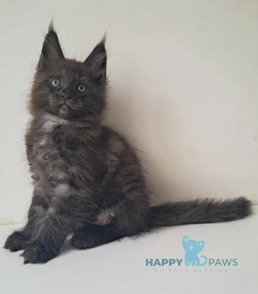 Karat Maine Coon male black silver live animals