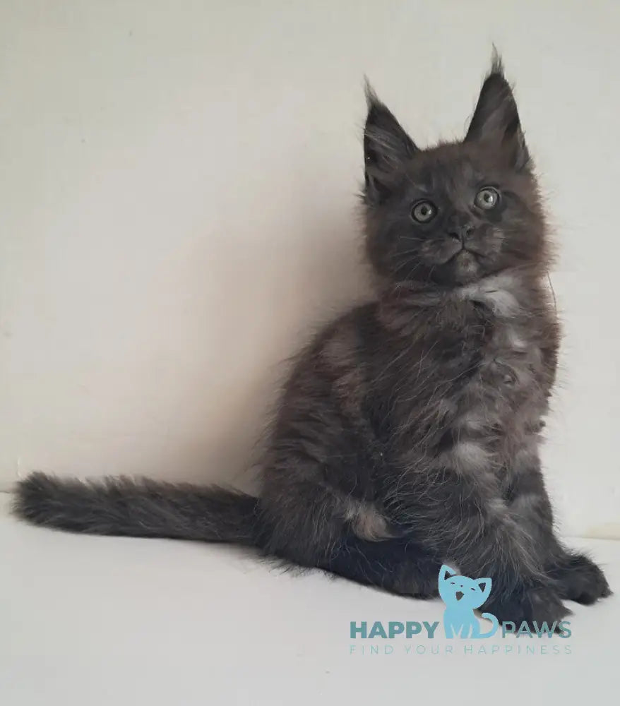 Karat Maine Coon male black silver live animals
