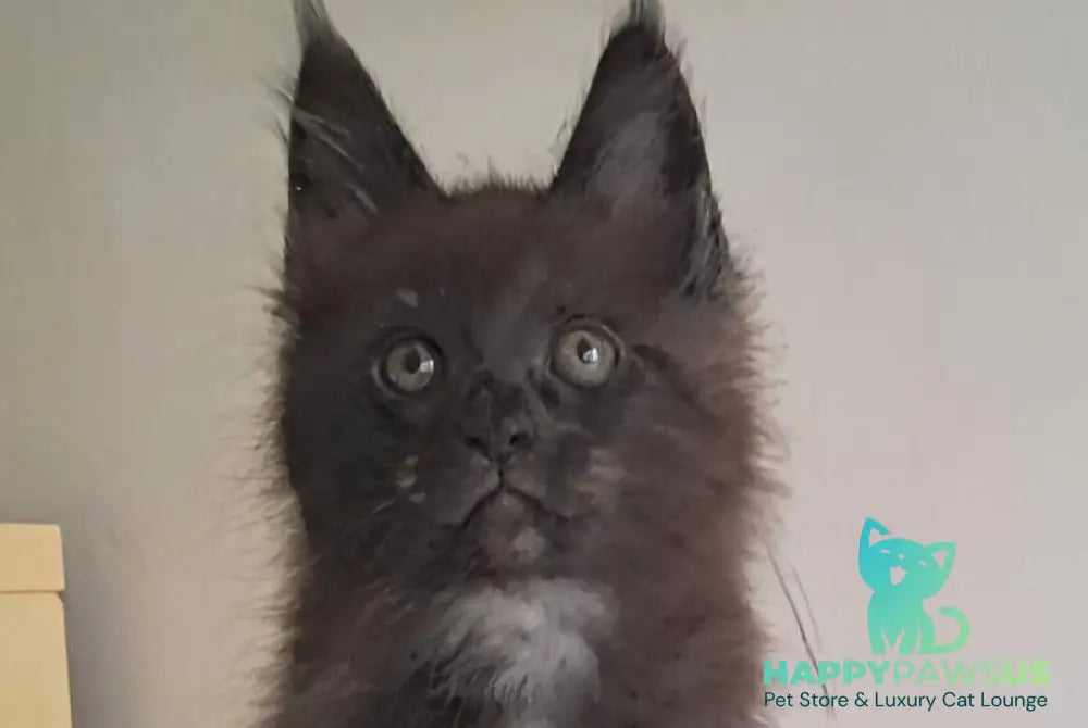 Karat Maine Coon male black silver live animals