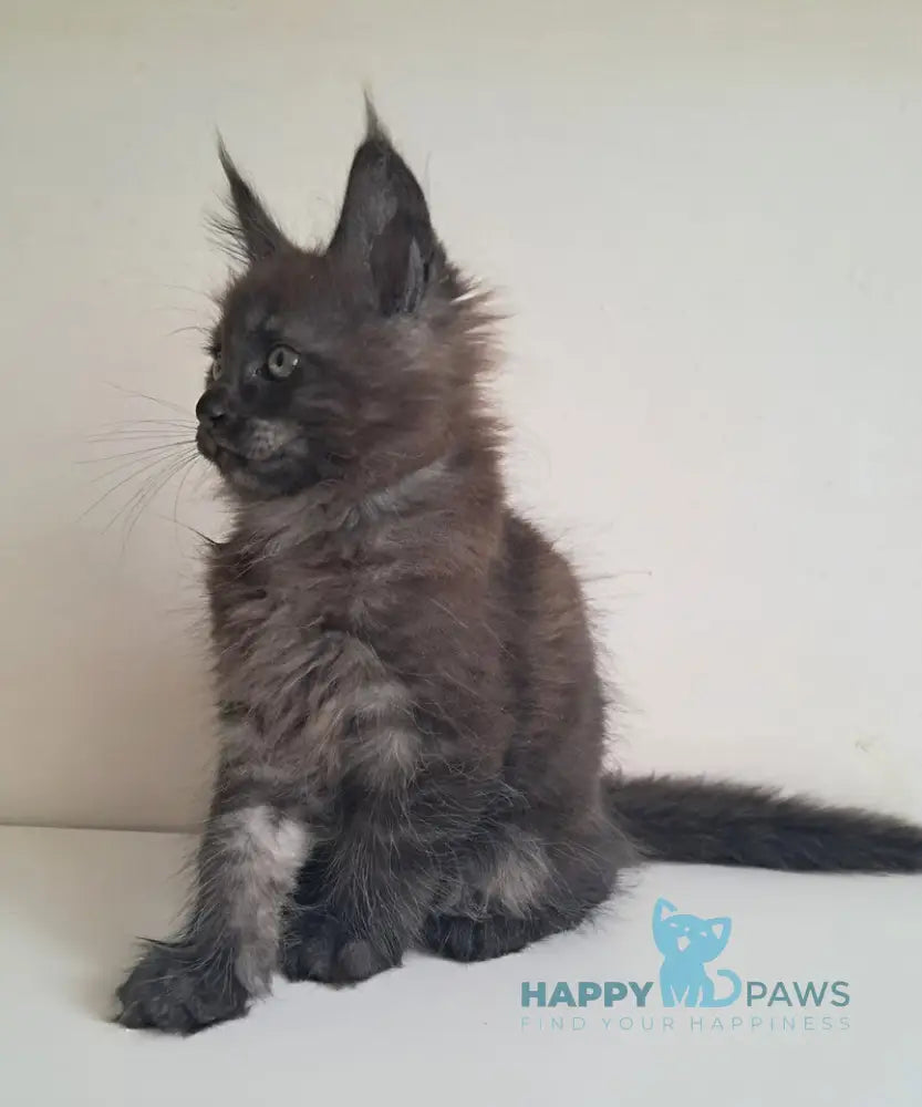 Karat Maine Coon male black silver live animals