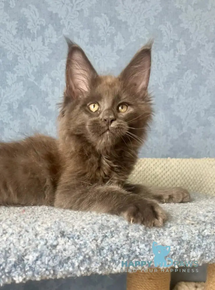 Karat Maine Coon male blue live animals