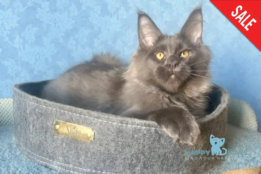 Karat Maine Coon male blue live animals