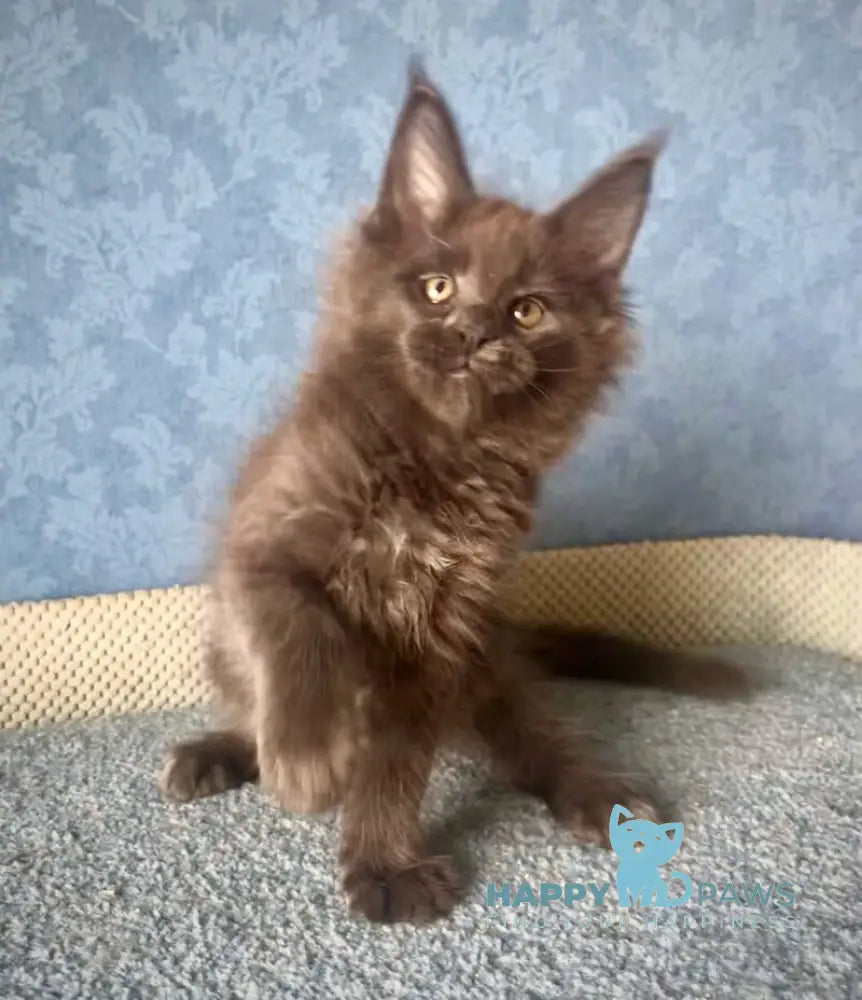 Karat Maine Coon male blue live animals