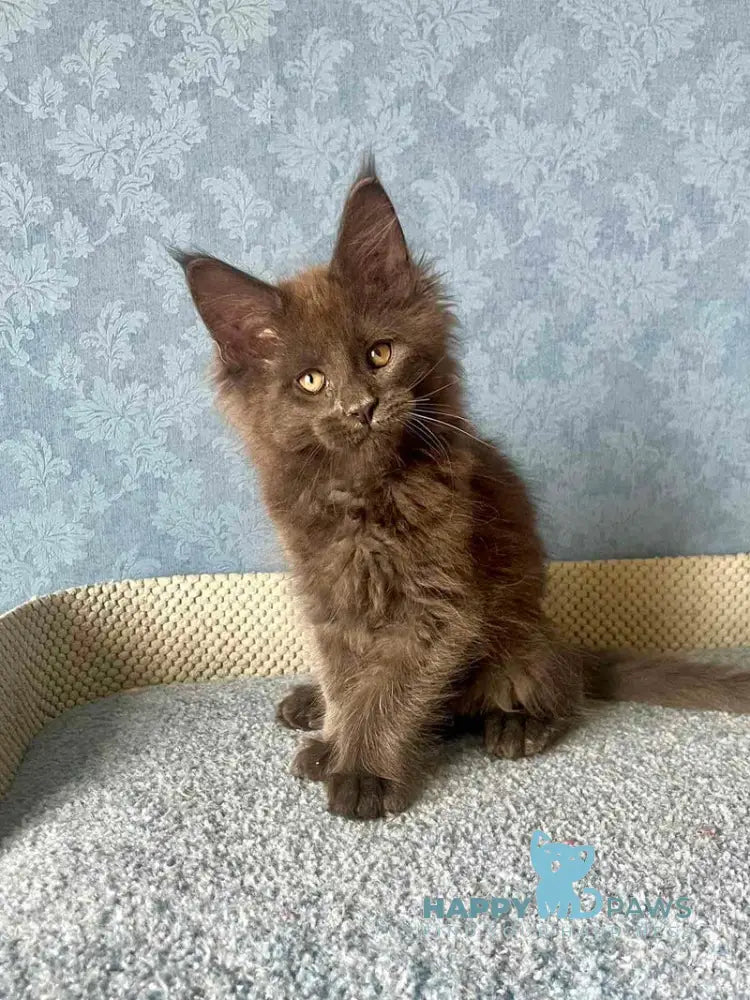 Karat Maine Coon male blue live animals