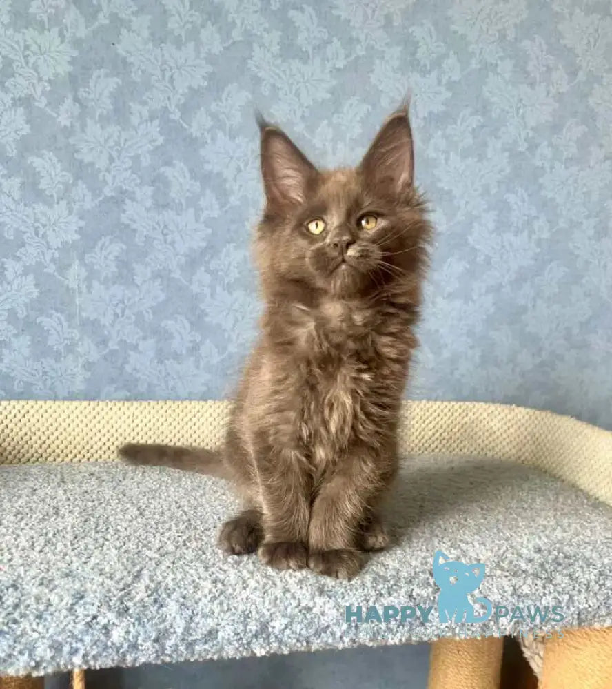Karat Maine Coon male blue live animals