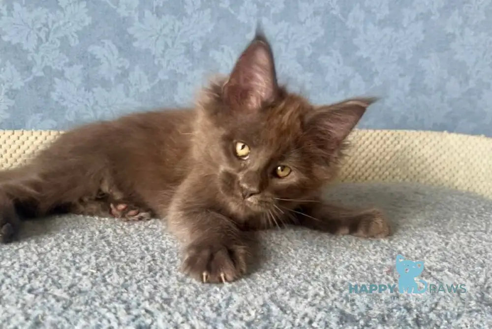 Karat Maine Coon male blue live animals