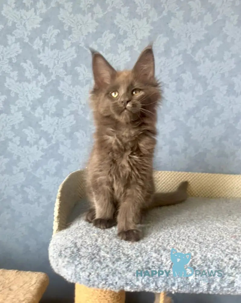 Karat Maine Coon male blue live animals