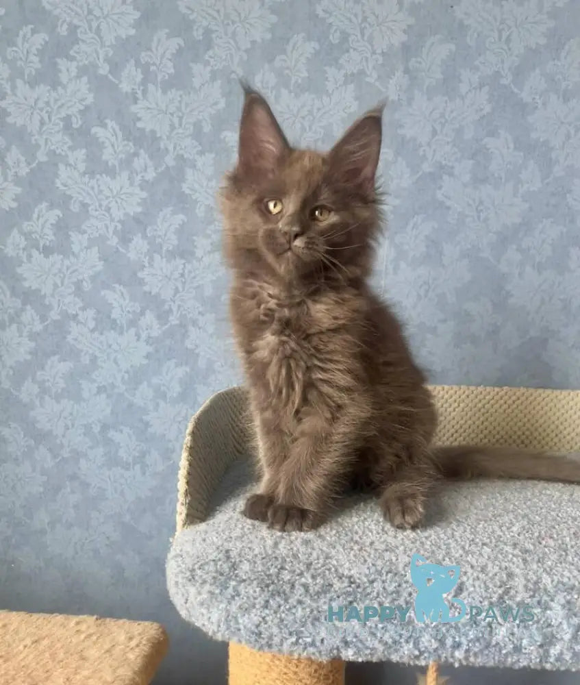 Karat Maine Coon male blue live animals