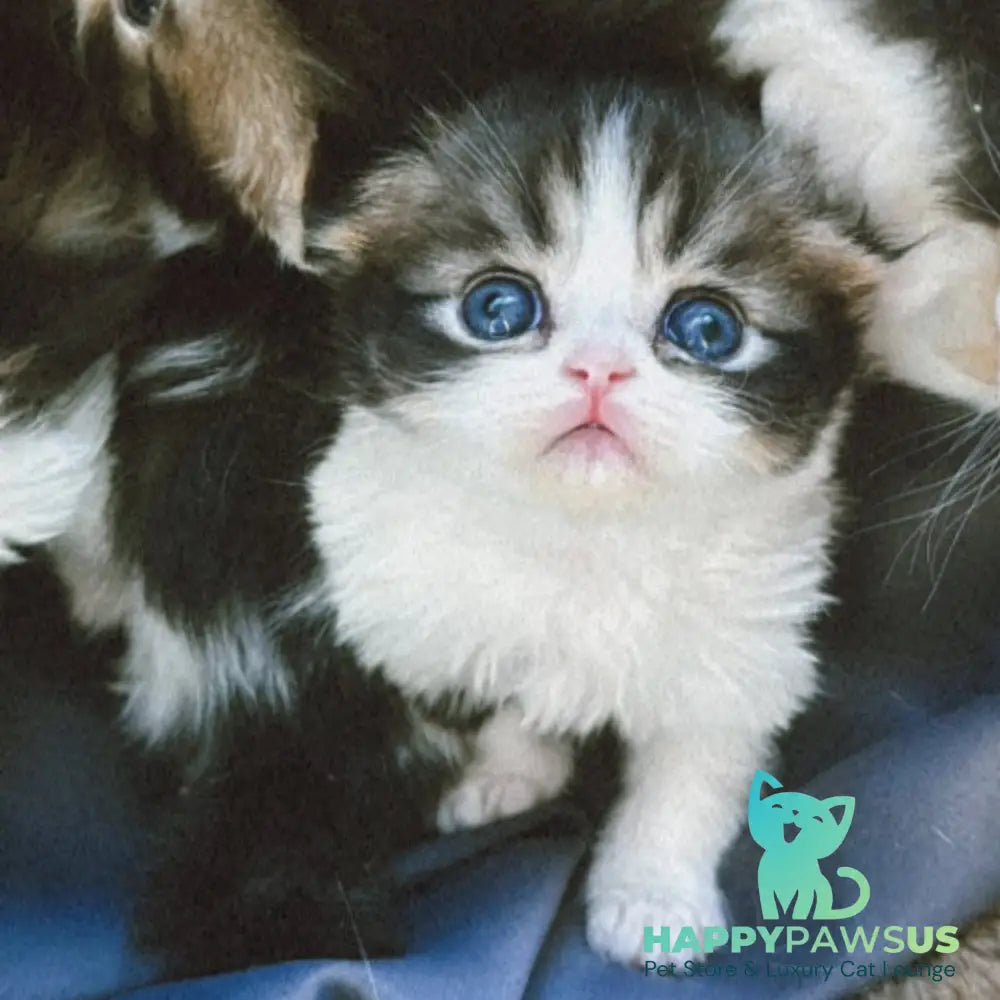 Karat Scottish Fold female black tabby bicolour - live animals