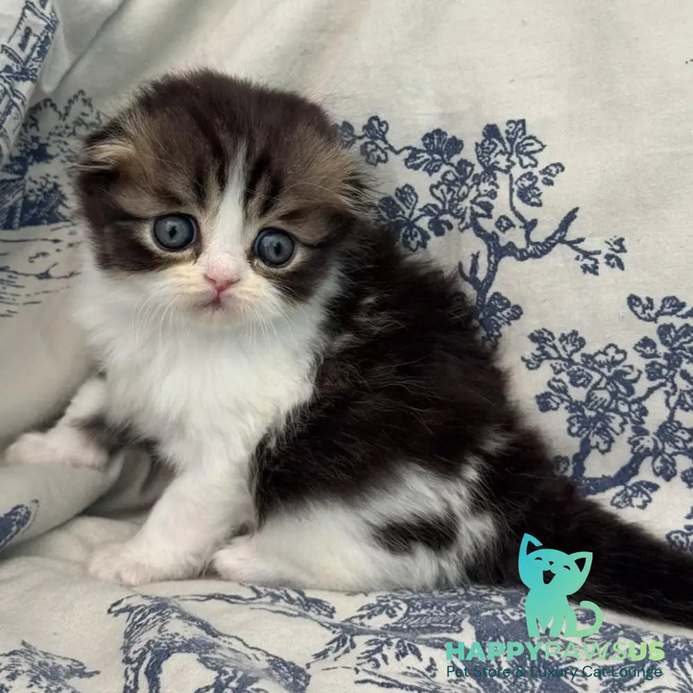 Karat Scottish Fold female black tabby bicolour - live animals