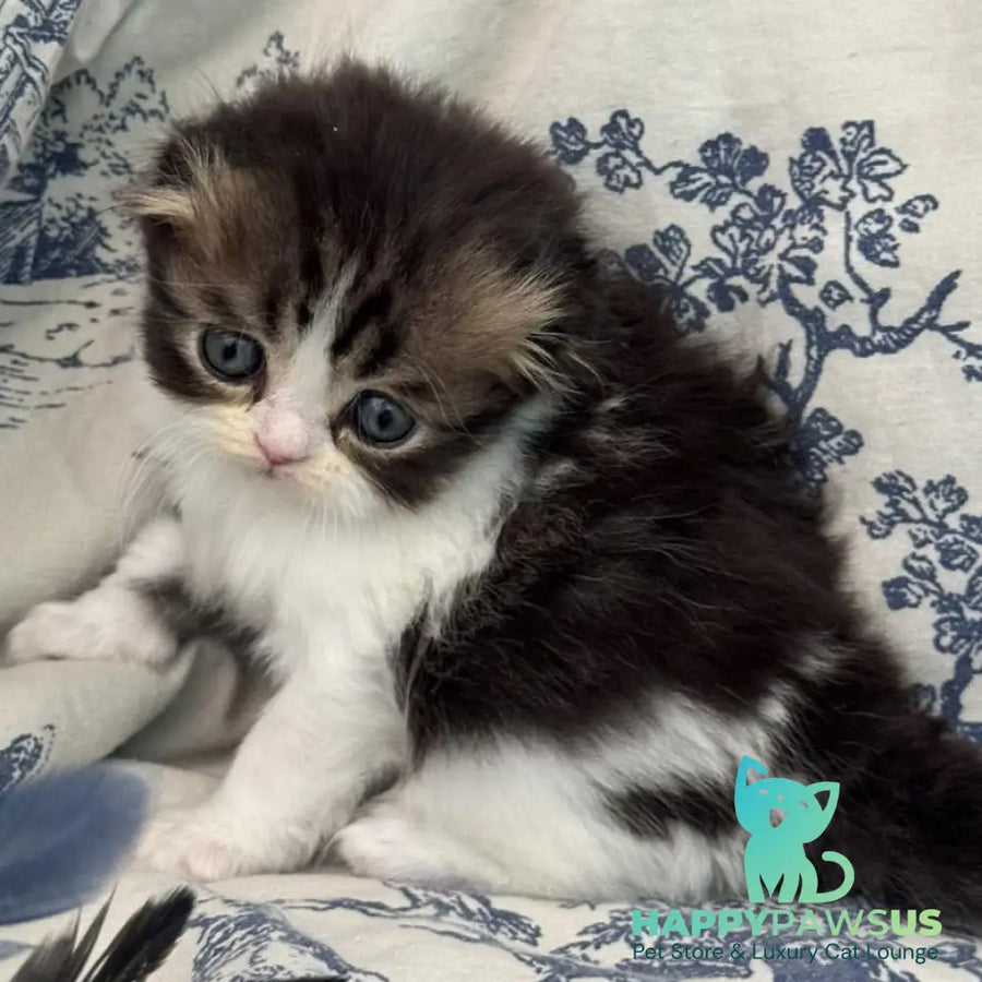 Karat Scottish Fold female black tabby bicolour - live animals
