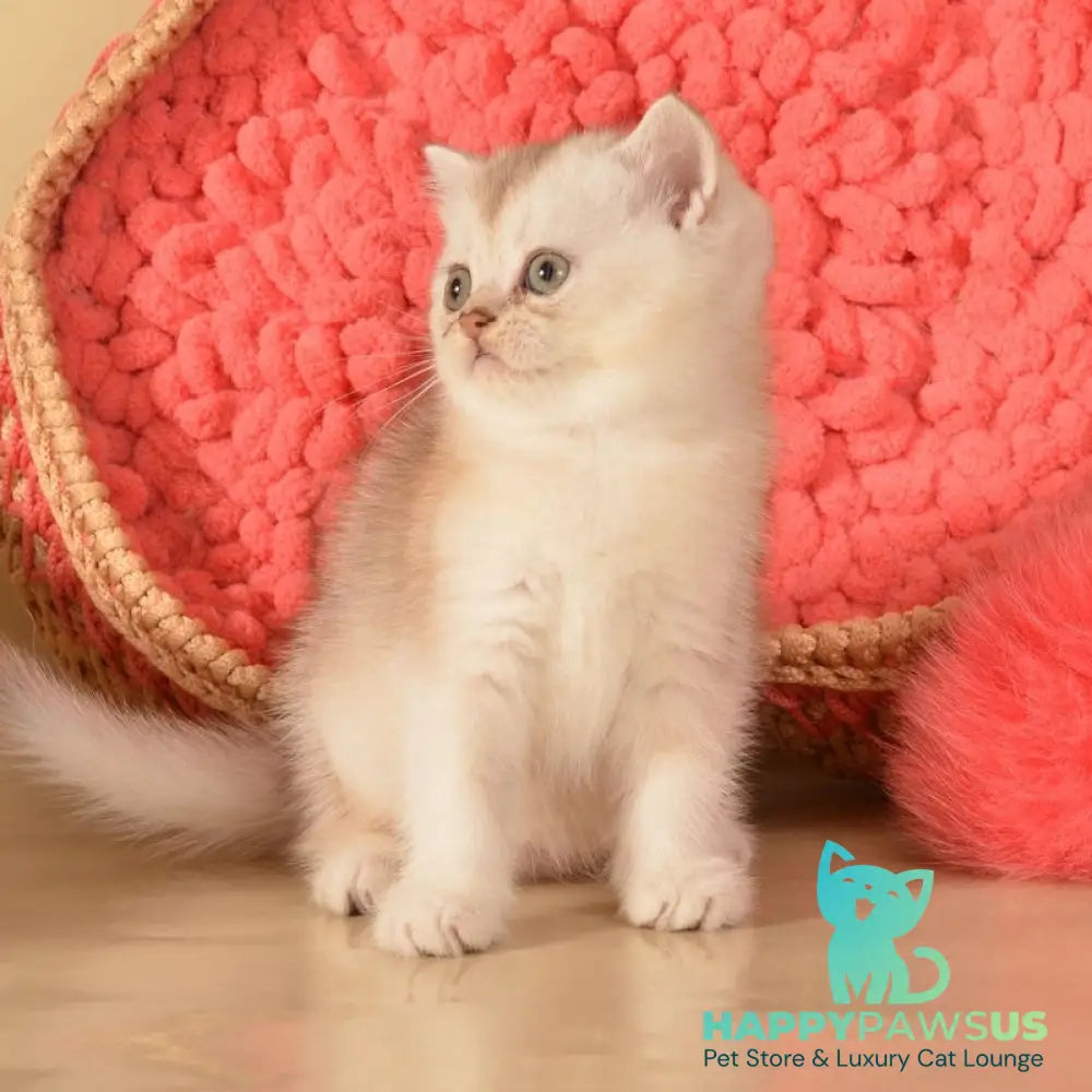Karat Scottish Straight male black silver shaded - live animals