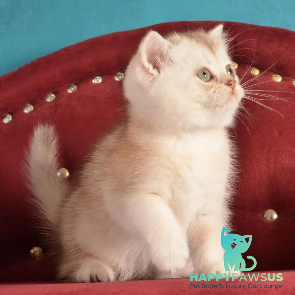 Karat Scottish Straight male black silver shaded - live animals