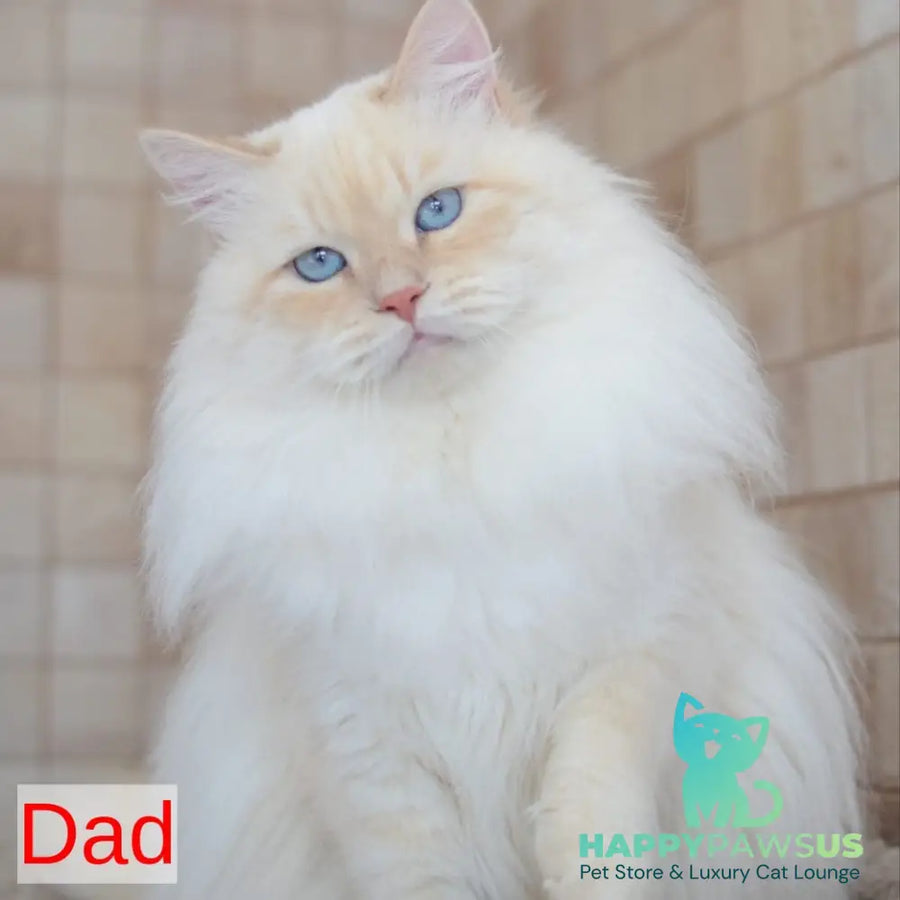 Karat Siberian male black tabby pointed - live animals