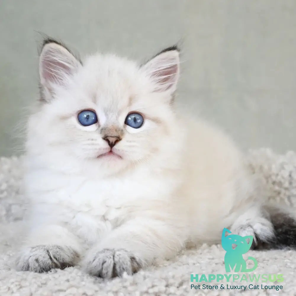 Karat Siberian male black tabby pointed - live animals