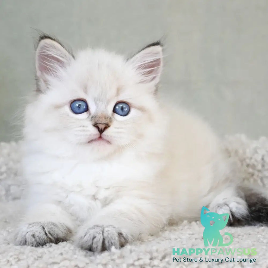 Karat Siberian male black tabby pointed - live animals