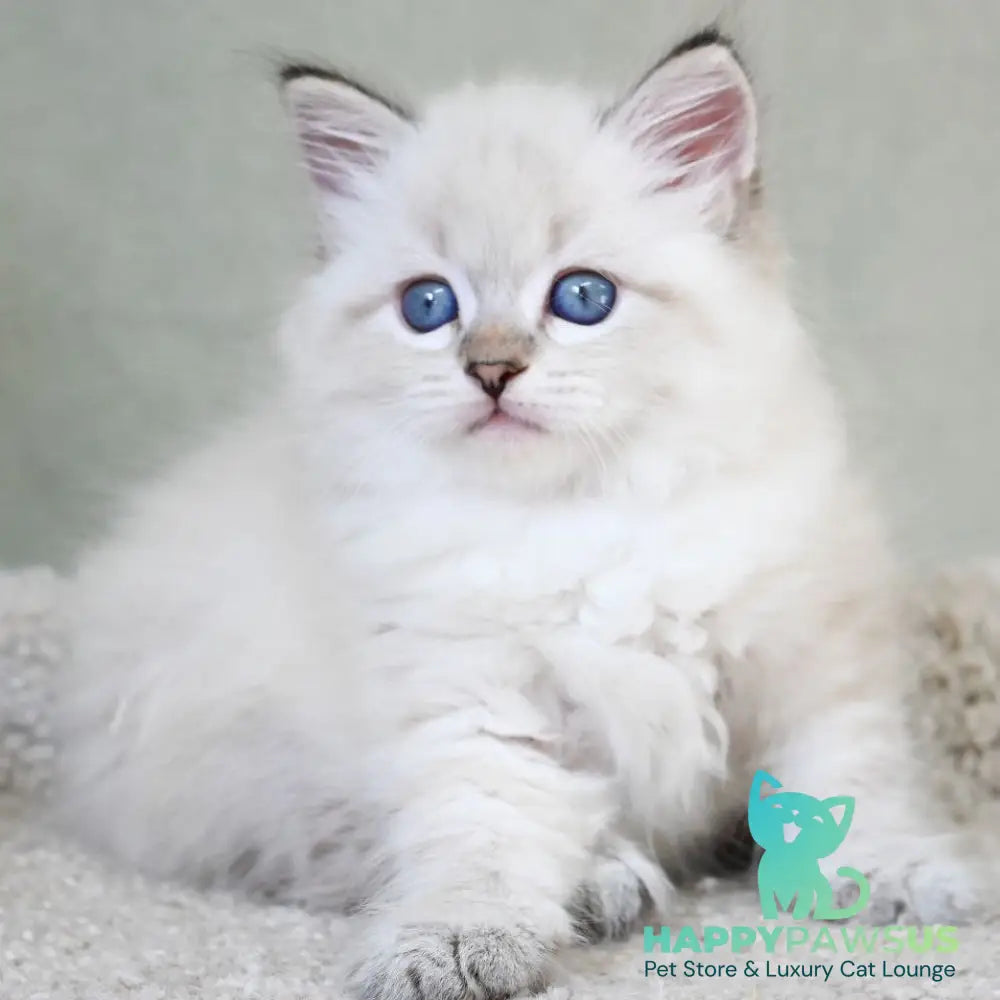 Karat Siberian male black tabby pointed - live animals
