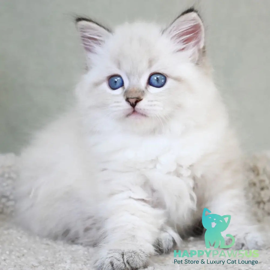 Karat Siberian male black tabby pointed - live animals