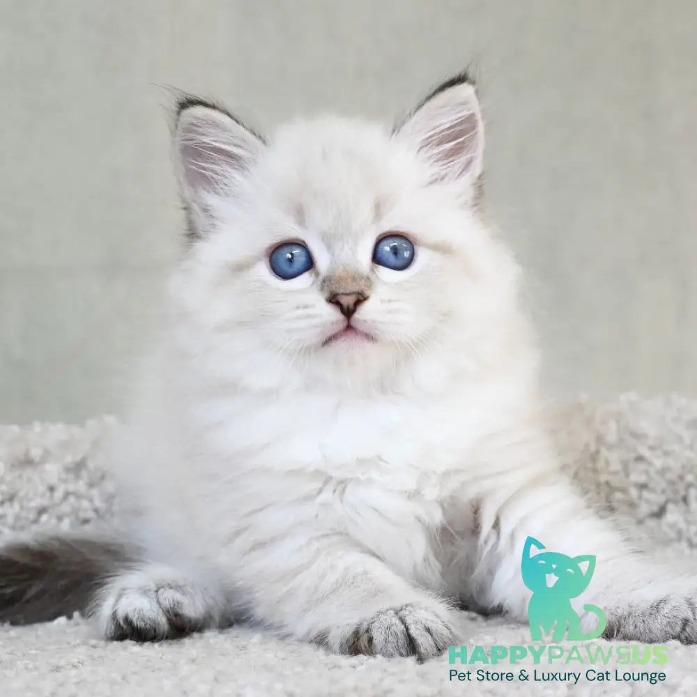 Karat Siberian male black tabby pointed - live animals