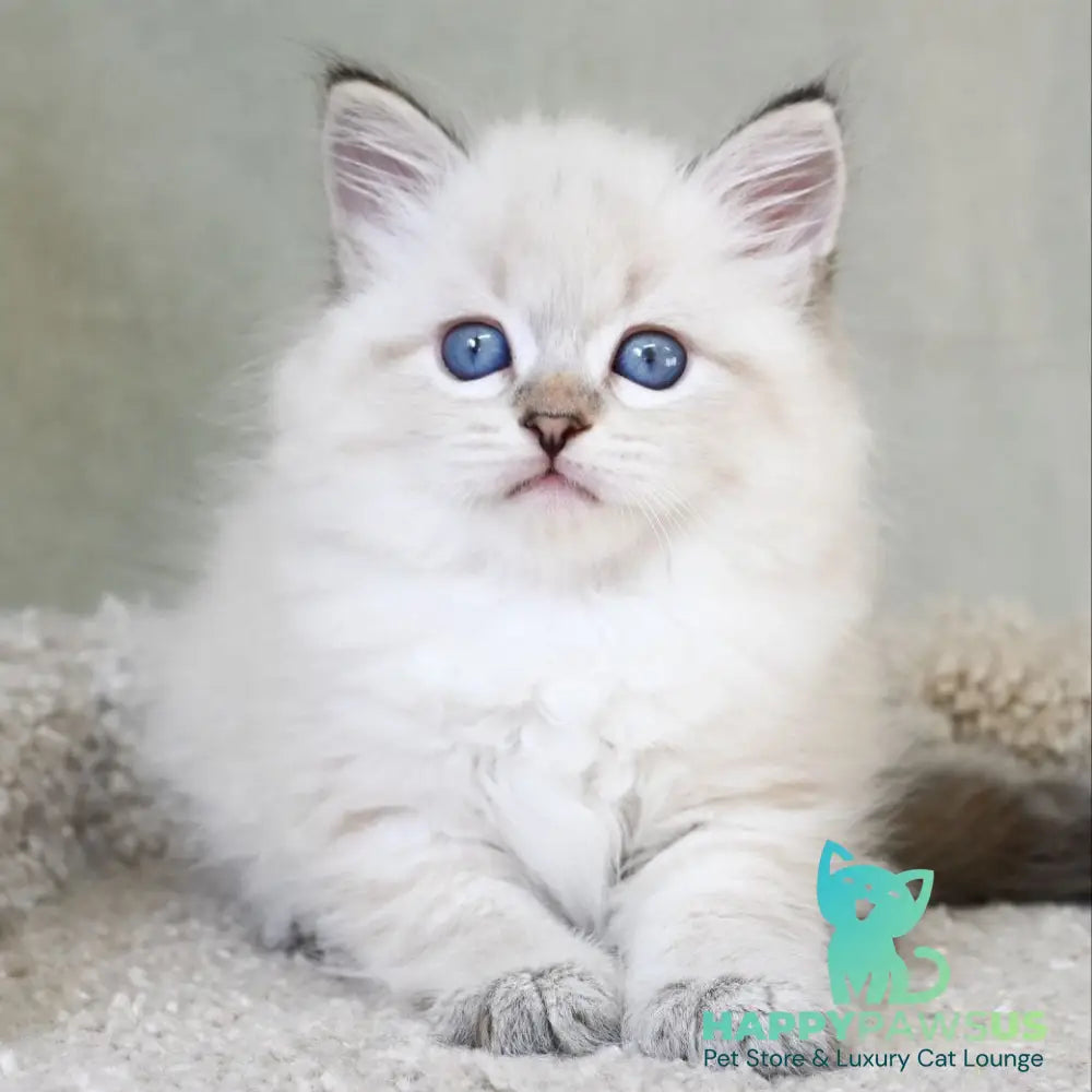 Karat Siberian male black tabby pointed - live animals