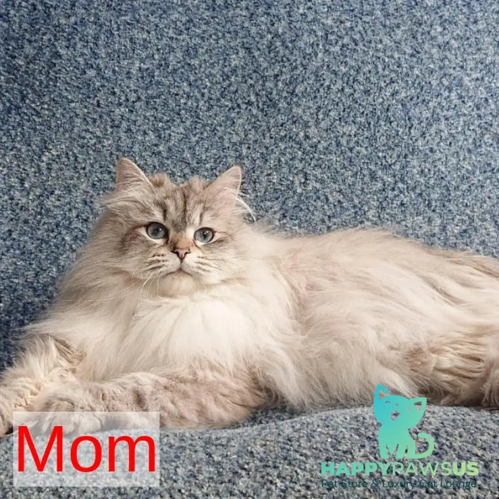 Karat Siberian male black tabby pointed - live animals