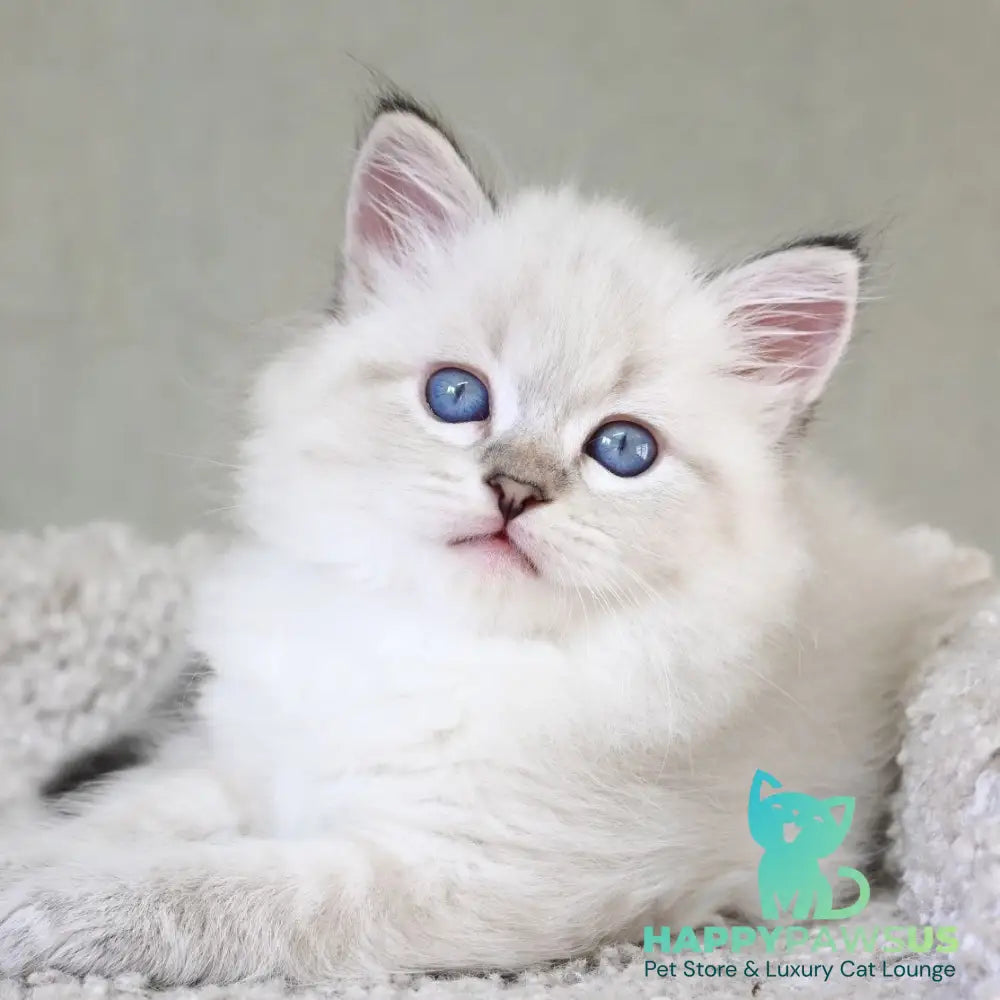 Karat Siberian male black tabby pointed - live animals