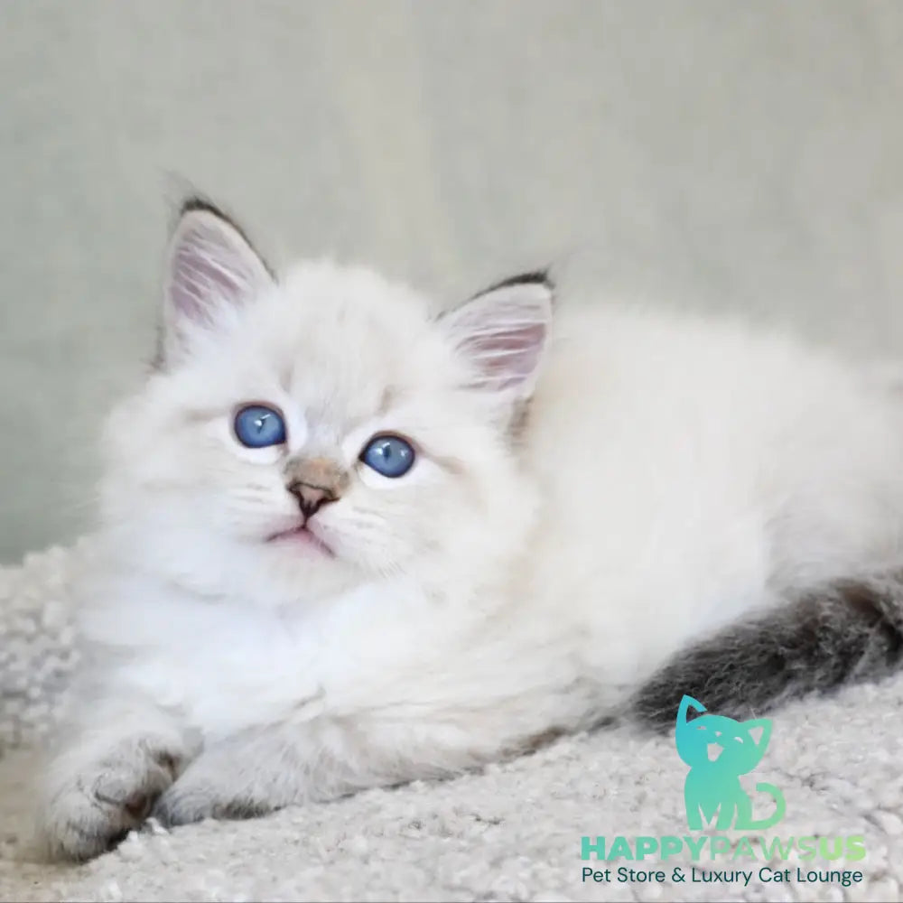 Karat Siberian male black tabby pointed - live animals