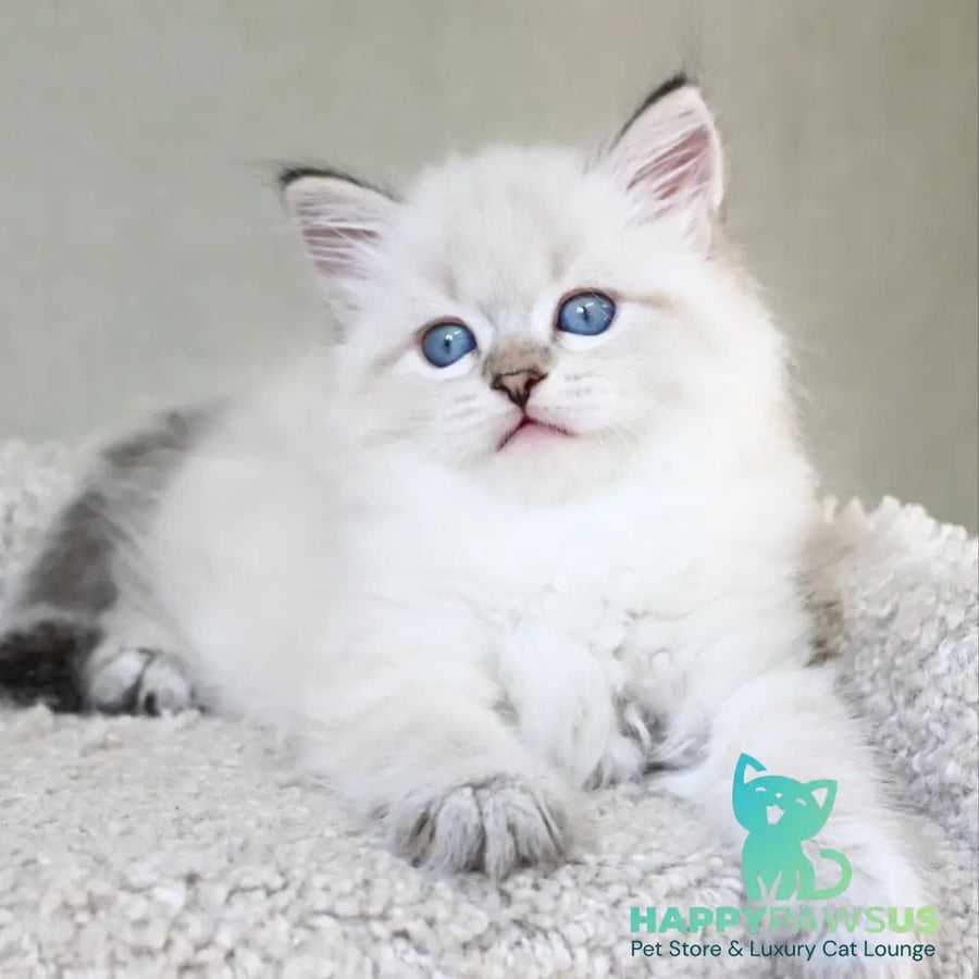 Karat Siberian male black tabby pointed - live animals