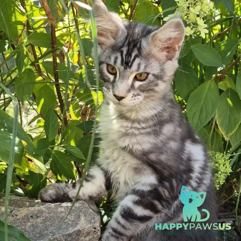 Karate Maine Coon male black silver tabby - live animals