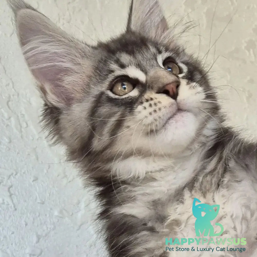 Karate Maine Coon male black silver tabby - live animals